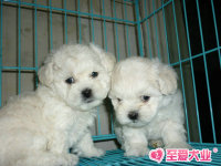 支持支付宝可爱比熊幼犬出售保证品质健康上海CKU注册犬舍_250x250.jpg