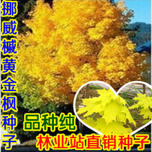 挪威黄金枫 红金枫 黄火焰 黄色的红枫树 日本黄枫树 美国枫种子