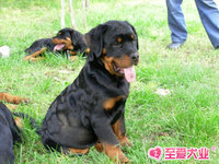 上海CKU注册犬舍极品罗威纳幼犬狗狗保证健康品质支持支付宝_250x250.jpg