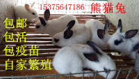 宠物兔宝宝 熊猫兔精品熊猫兔公主兔小白兔兔活体包活 两只包邮_250x250.jpg