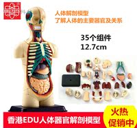 香港EDU12.7cm人体器官解剖模型可拆卸儿童中小学生DIY生物模型_250x250.jpg