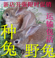 特种杂交野兔种兔活体小兔子苗比利时野兔肉兔宠物包活_250x250.jpg