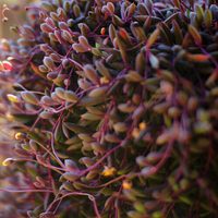 紫玄月多肉植物按根出售_250x250.jpg