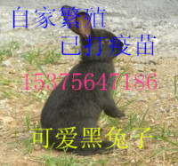 迷你兔子活体公主兔 熊猫兔子 黑兔子活体宠物 兔活体包邮_250x250.jpg