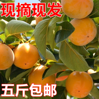 河北特产现摘新鲜时令水果红柿子5斤 大甜柿硬柿子放成软柿子好吃_250x250.jpg