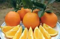 农家特产正宗赣南安西脐橙 老少孕妇皆宜纯天然鲜橙 鲜橙榨汁20斤_250x250.jpg