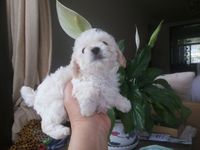 上海纯种白泰迪玩具犬白色贵宾犬保证健康纯种1_250x250.jpg