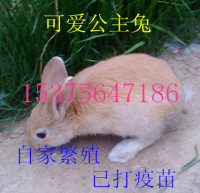 迷你兔子活体公主兔 熊猫兔子 小白兔黑兔子活体宠物 兔活体包邮_250x250.jpg