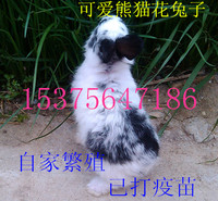迷你公主兔 熊猫花兔子 活体宠物 兔活体包邮_250x250.jpg