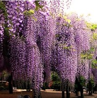 紫藤种子 高档爬藤植物 10粒精装 花种子 蔬果 种子 花卉种子_250x250.jpg