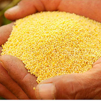 新品2015年新小米农家有机黄小米月子小米术后营养小米有机黄小米_250x250.jpg
