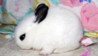 宠物兔宝宝 熊猫兔公主兔小白兔黑兔子 兔活体包活 两只包邮_250x250.jpg
