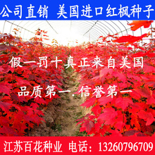进口美国红枫种子 四季红 秋火焰种子  日本红枫种子 黄金枫种子