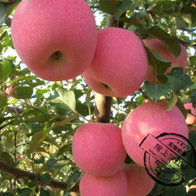 甘肃静宁红富士苹果 65# 苹果 吃着刚好脆香甜 平凉金果 送礼精品