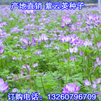 紫云英种子 又名翘摇种子 红花草种子 牧草种子 紫云英草籽 包邮_250x250.jpg