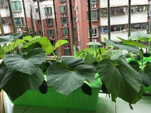 南瓜种子南瓜苗水培阳台绿色植物蔬菜