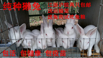 活体纯种獭兔优质种兔宠物兔包活包养殖技术 包邮