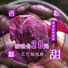5斤装 越南迷你小紫薯 紫色番薯红薯 新鲜蔬菜 地瓜香芋 粉糯香甜
