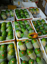 海南红心木瓜新鲜现摘夏威夷青皮木瓜热带特级水果8斤装包邮包甜