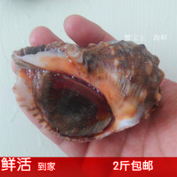 海鲜 水产 鲜活 大海螺包邮  海螺鲜活当天  海螺鲜活 野生大海螺_250x250.jpg