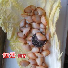 连云港特产新鲜海鲜鲜活贝类 海瓜子海沙子白瓜子小蛤蜊250g