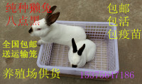 活体纯种獭兔八点黑獭兔优质种兔宠物兔包活包养殖技术 包邮_250x250.jpg