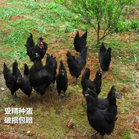 受精蛋 绿壳鸡蛋可孵化 五黑鸡种蛋 可孵化小鸡的种蛋  包邮_250x250.jpg