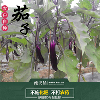 农家自种新鲜茄子长茄子紫茄子时令绿色无公害新鲜蔬菜5斤装_250x250.jpg