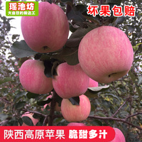 陕西红富士苹果脆甜高原水果吃的新鲜平果非烟台洛川苹果5斤包邮_250x250.jpg