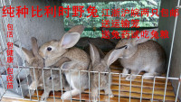 兔子活体  纯种比利时野兔种兔活体宠物包邮_250x250.jpg