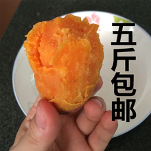 六鳌农家富硒现挖5斤装台湾红心地瓜红薯山芋番薯非临安小香薯