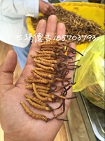 西藏直发，那曲冬虫夏草，1800条一斤，_250x250.jpg