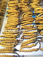 西藏拉萨直发，西藏那曲冬虫夏草，1000条一斤，2根一克_250x250.jpg