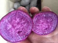 现挖紫薯地瓜新鲜番薯 农家越南进口香薯 早餐粗粮 宝宝辅食_250x250.jpg
