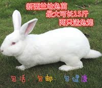 肉兔活体兔子成长系肉兔长大兔新西兰宠物小白兔野兔花兔兔苗包邮_250x250.jpg