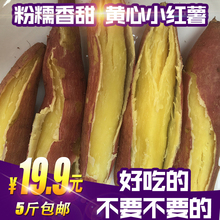 新鲜黄心番薯板栗小红薯粉糯地瓜跟临安天目山芋香薯更甜5斤包邮