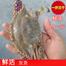 海鲜 水产 鲜活 梭子蟹公蟹 螃蟹 鲜活飞蟹 白蟹 一斤三个包肥