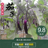 苏北农家自种新鲜茄子长茄子紫茄子时令绿色无公害新鲜蔬菜现摘_250x250.jpg