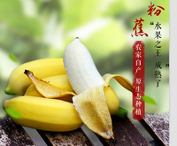 高州米蕉 新鲜水果粉蕉/小米蕉/香蕉/芭蕉非海南皇帝蕉banana 5斤_250x250.jpg