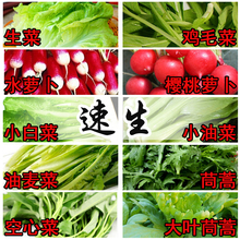 速生蔬菜种子小白菜鸡毛菜空心菜油麦菜水萝卜樱桃萝卜阳台包邮