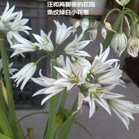 秋植种球 Allium triquetrum三棱葱/条纹绿白小花葱_250x250.jpg