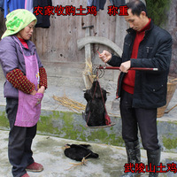 武陵山农家林地散养老母鸡正宗三年以上土鸡 活鸡现杀顺丰包邮_250x250.jpg