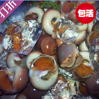 海鲜 水产  鲜活 香螺   红香螺 新鲜甜螺 黄香玉螺肚脐螺包活_250x250.jpg