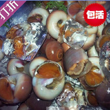 海鲜 水产  鲜活 香螺   红香螺 新鲜甜螺 黄香玉螺肚脐螺包活