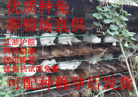 养殖场供货活体纯种獭兔优质种兔宠物兔包活包养殖技术 包邮_250x250.jpg