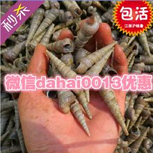 连云港海鲜水产贝类鲜活钉螺螺丝尖螺新鲜海螺丝  量大优惠