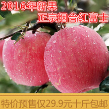 预售山东烟台红富士栖霞苹果水果新鲜苹果10斤特产现摘特价包邮