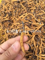 西藏拉萨直发，那曲冬虫夏草，1400条一斤_250x250.jpg